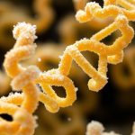 - Salt and Proteins: Unraveling the Structural Dance