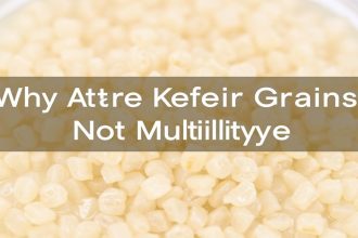 - Why Are My Water Kefir Grains Not Multiplying? Trouble Tips