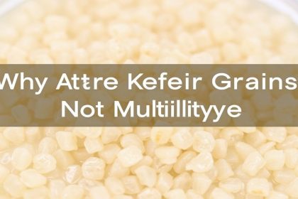 - Why Are My Water Kefir Grains Not Multiplying? Trouble Tips